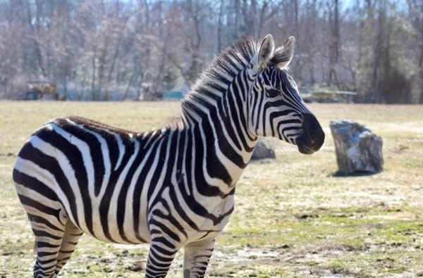 Cape May County Zebra