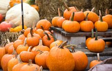 Fall Market Dilwoth Park