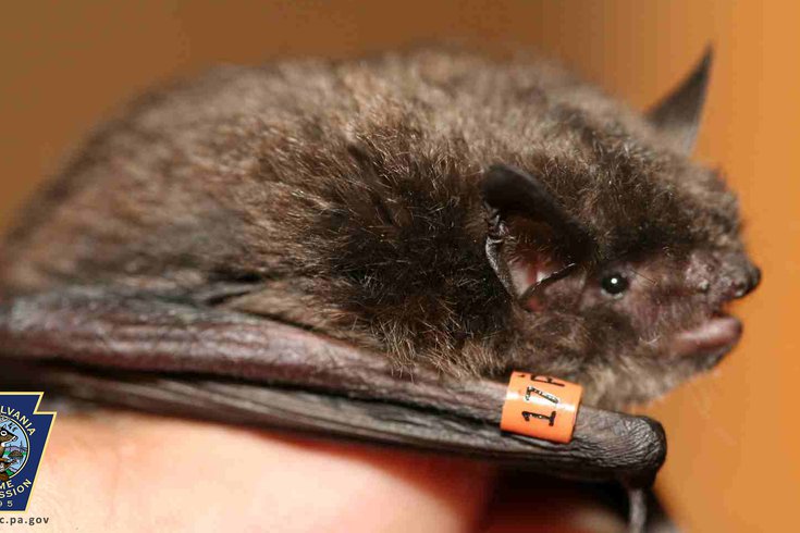 Pennsylvania Indiana Bat Record
