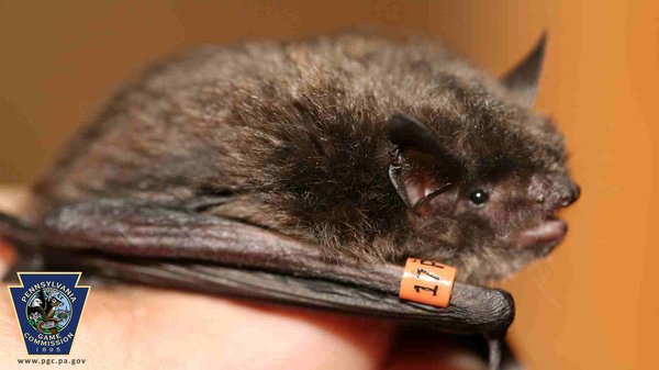 Pennsylvania Indiana Bat Record