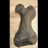 Walrus Femur Main