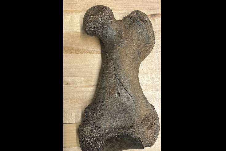 Walrus Femur Main
