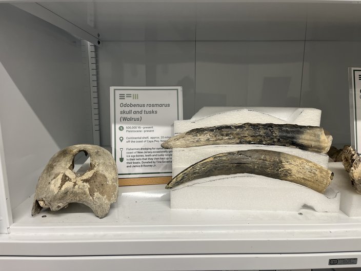 Walrus Fossils Three