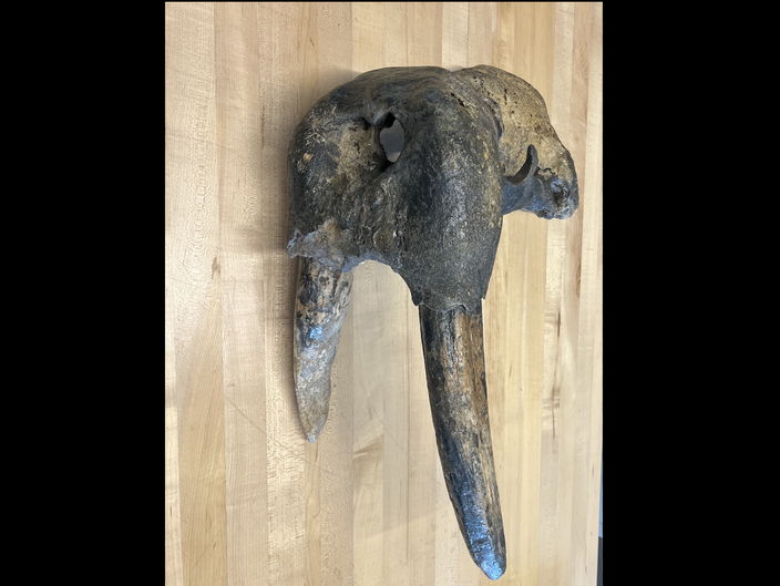 Walrus Fossil Two