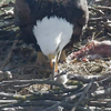 Bald Eagle Cam