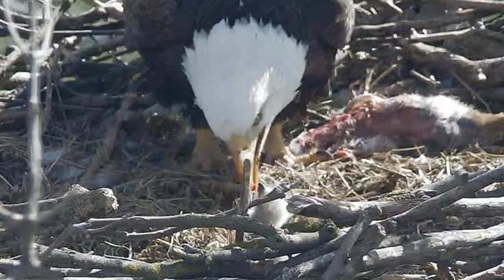 Bald Eagle Cam