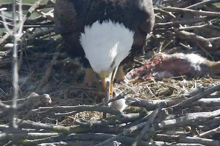 Bald Eagle Cam