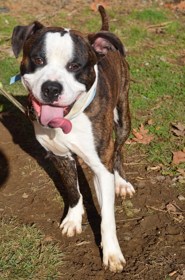 Rescue Me: Somerset