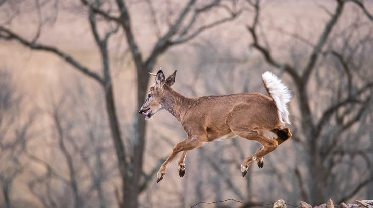 Buck Game Pennsylvania main