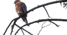 Birdwatching Audubon