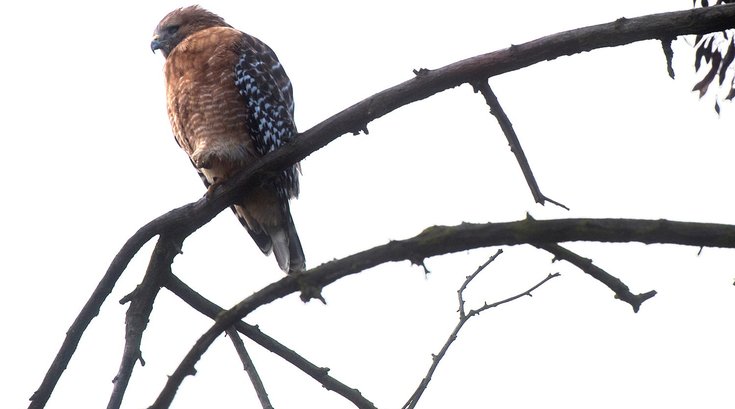 Birdwatching Audubon