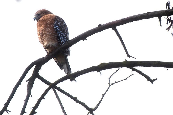 Birdwatching Audubon