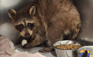 Benito Raccoon Philly