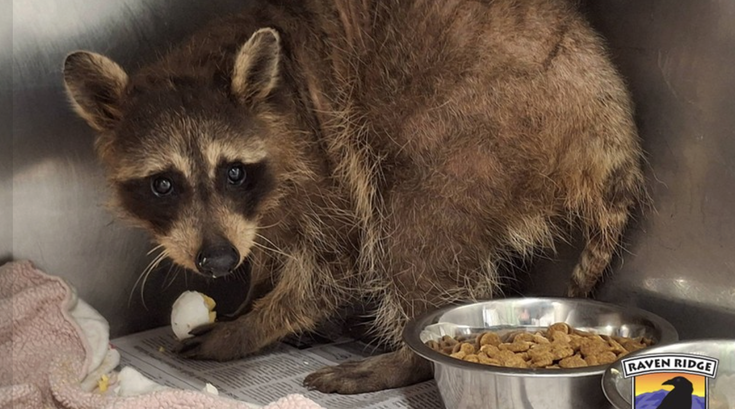 Benito Raccoon Philly