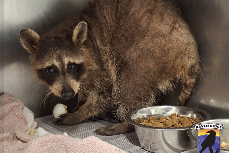 Benito Raccoon Philly