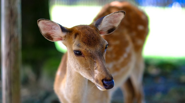 Deer Elk County Pennsylvania