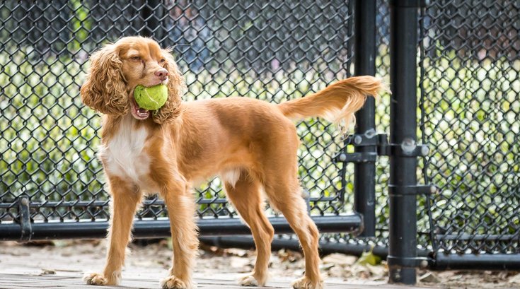 Carroll - Dogs