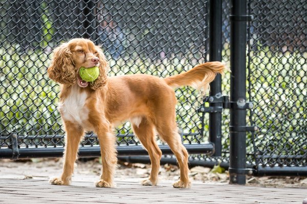 spca near me erie ave