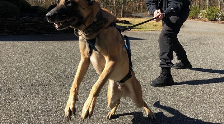 Throw Away Dogs Gear