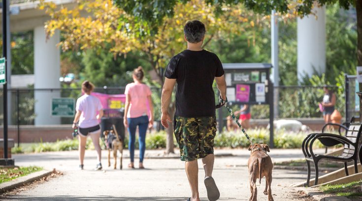 Stock_Carroll - Dog Walking