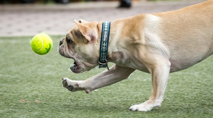 Carroll - Dogs
