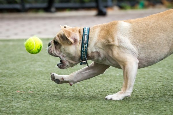 Carroll - Dogs