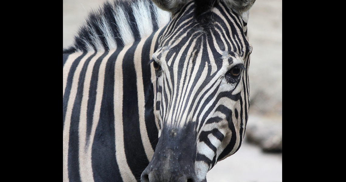 Philadelphia Zoo mourns death of 24yearold zebra, Laura PhillyVoice