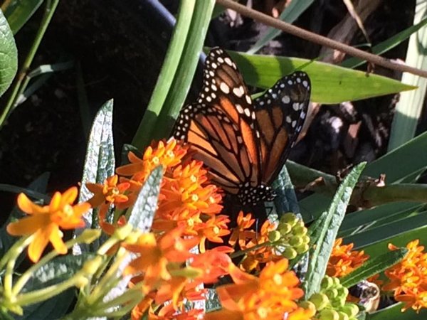 Monarch Butterfly