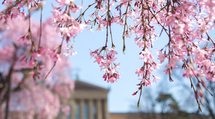Art Museum behind Cherry Blossoms