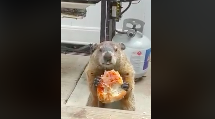 Pizza Groundhog Kimmel