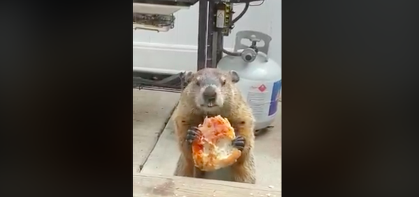 Pizza Groundhog Kimmel