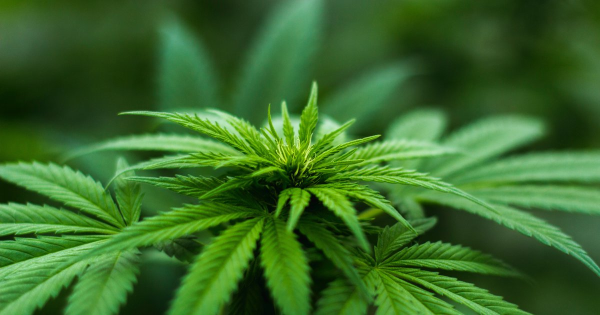 Does marijuana boost creativity? Make people lazy? Research challenges cannabis stereotypes - Vimarsana News