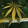 Marijuana Potency Regulations