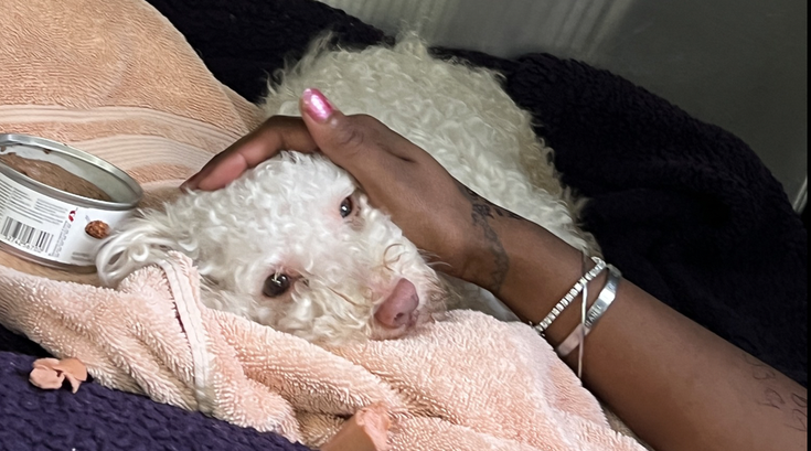 Dog Overdose Kensington PSPCA