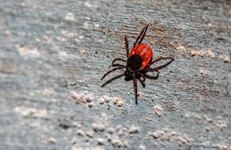 Deer Ticks