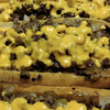 Tokyo Cheesesteaks