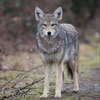 Coyote North Wildwood