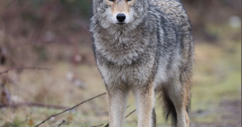 North Wildwood coyote sightings prompt police to warn pet owners ...