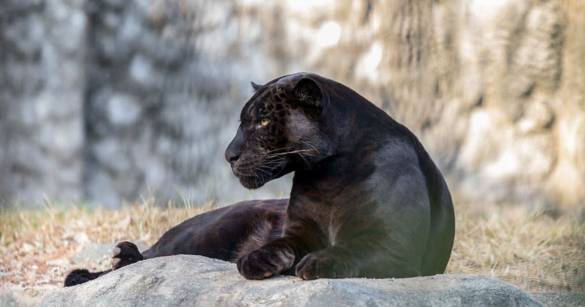 Black panther in South Jersey? Rumored big cat was just dog, police say