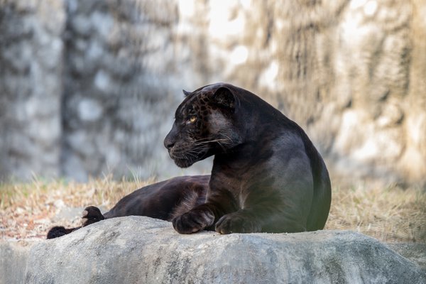 black jaguar jersey