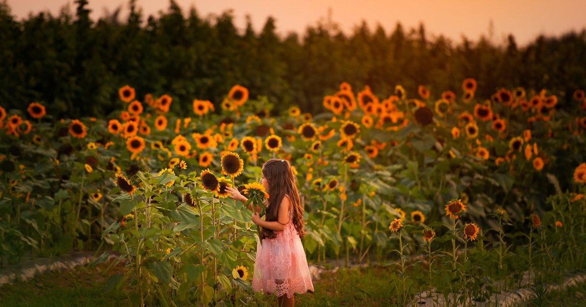 Linvilla Orchards’ Sunflower Festival returns Aug. 8 with blooming fields and family fun Linvilla Orchards’ Sunflower Festival returns Aug. 8 with blooming fields and family fun