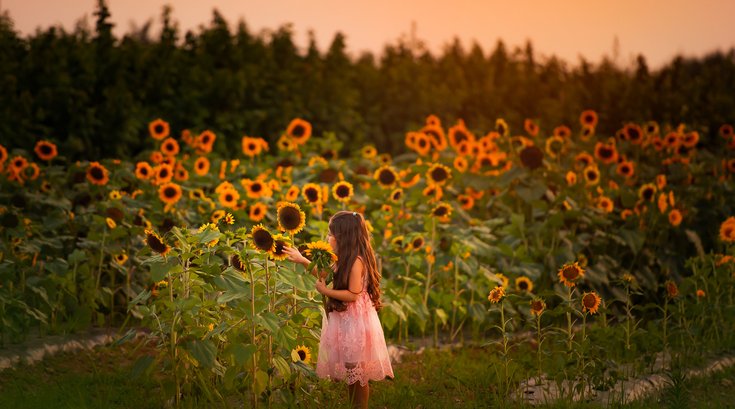Linvilla Orchards Sunflower Festival