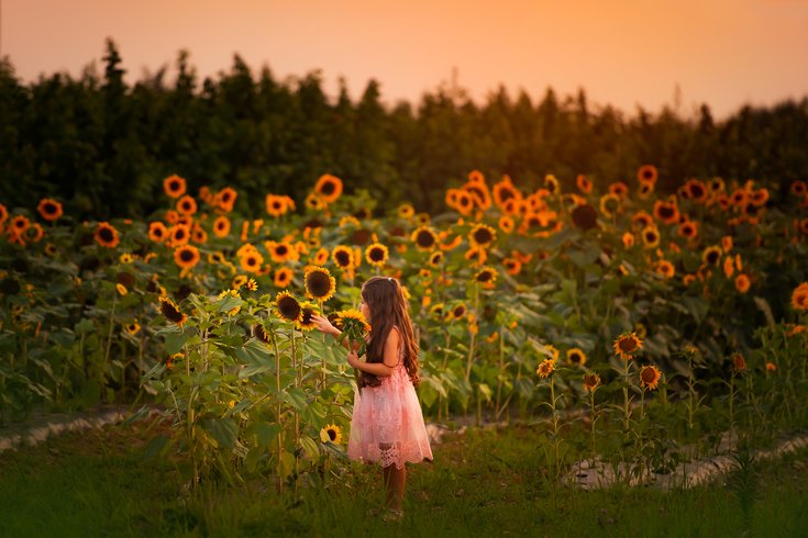 Linvilla Orchards Sunflower Festival
