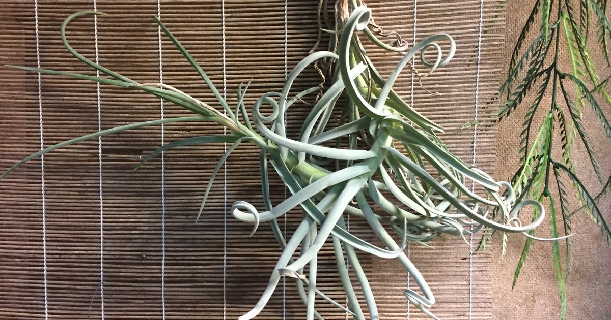 How do air plants survive? PhillyVoice