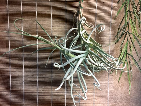 air plant