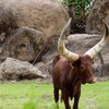 Ankola-Watusi Cattle