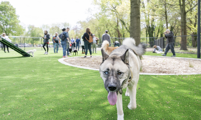 Dog Park NJ