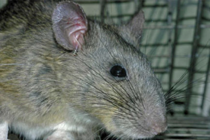 Allegheny woodrat