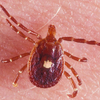 Red Meat Allergy Tick