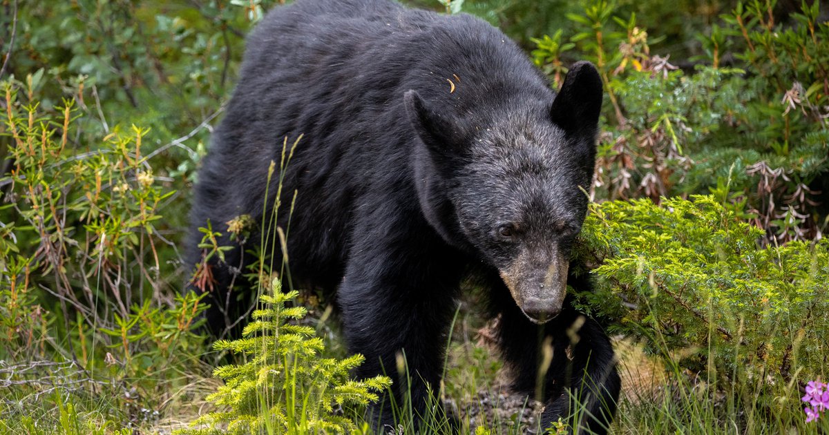 Bear attack results in injuries to two childrens in Luzerne County ...